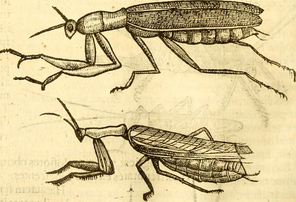 An illustration from Insectorum sive minimorum animalium theatrum: olim ab Edoardo Wottono, Conrado Gesnero, Thomaque Pennio inchoatum: tandem Tho. Movfeti Londinâtis operâ sumptibusq; maximis concinnatum, auctum, perfectum: et ad vivum expressis iconibus suprà quingentis illustratum, 1634, leaf 147