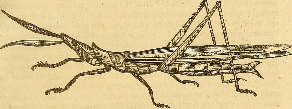 An illustration from Insectorum sive minimorum animalium theatrum: olim ab Edoardo Wottono, Conrado Gesnero, Thomaque Pennio inchoatum: tandem Tho. Movfeti Londinâtis operâ sumptibusq; maximis concinnatum, auctum, perfectum: et ad vivum expressis iconibus suprà quingentis illustratum, 1634, leaf 148