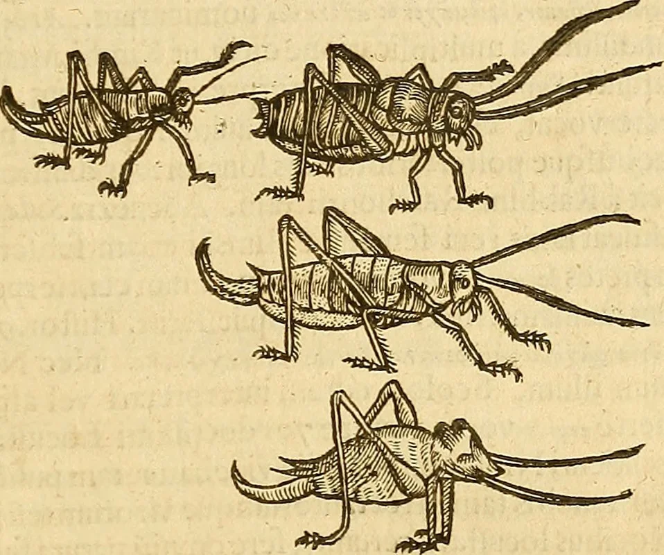An illustration from Insectorum sive minimorum animalium theatrum: olim ab Edoardo Wottono, Conrado Gesnero, Thomaque Pennio inchoatum: tandem Tho. Movfeti Londinâtis operâ sumptibusq; maximis concinnatum, auctum, perfectum: et ad vivum expressis iconibus suprà quingentis illustratum, 1634, leaf 150