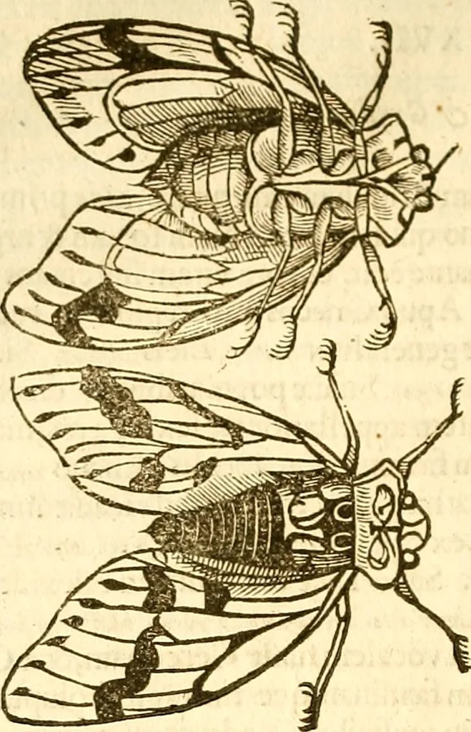 An illustration from Insectorum sive minimorum animalium theatrum: olim ab Edoardo Wottono, Conrado Gesnero, Thomaque Pennio inchoatum: tandem Tho. Movfeti Londinâtis operâ sumptibusq; maximis concinnatum, auctum, perfectum: et ad vivum expressis iconibus suprà quingentis illustratum, 1634, leaf 157