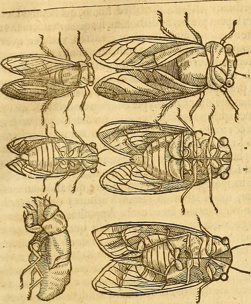 An illustration from Insectorum sive minimorum animalium theatrum: olim ab Edoardo Wottono, Conrado Gesnero, Thomaque Pennio inchoatum: tandem Tho. Movfeti Londinâtis operâ sumptibusq; maximis concinnatum, auctum, perfectum: et ad vivum expressis iconibus suprà quingentis illustratum, 1634, leaf 158