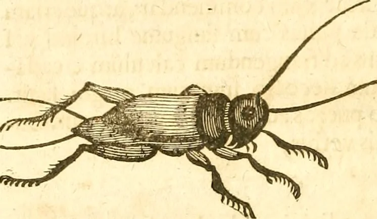 An illustration from Insectorum sive minimorum animalium theatrum: olim ab Edoardo Wottono, Conrado Gesnero, Thomaque Pennio inchoatum: tandem Tho. Movfeti Londinâtis operâ sumptibusq; maximis concinnatum, auctum, perfectum: et ad vivum expressis iconibus suprà quingentis illustratum, 1634, leaf 163