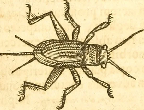 An illustration from Insectorum sive minimorum animalium theatrum: olim ab Edoardo Wottono, Conrado Gesnero, Thomaque Pennio inchoatum: tandem Tho. Movfeti Londinâtis operâ sumptibusq; maximis concinnatum, auctum, perfectum: et ad vivum expressis iconibus suprà quingentis illustratum, 1634, leaf 163