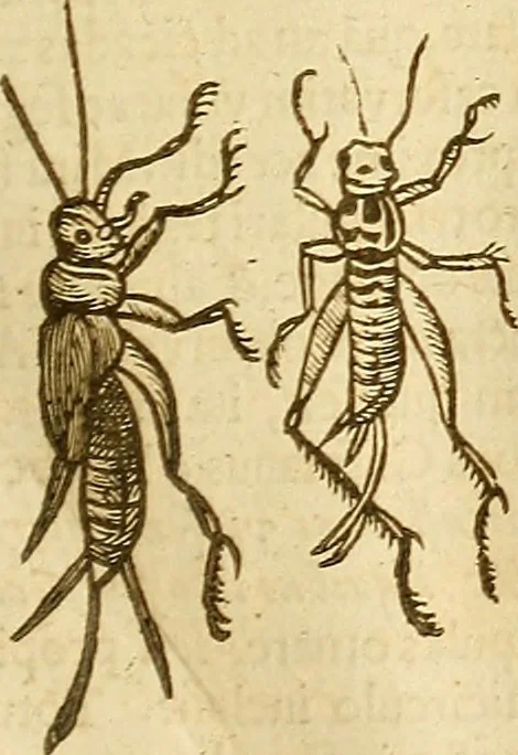 An illustration from Insectorum sive minimorum animalium theatrum: olim ab Edoardo Wottono, Conrado Gesnero, Thomaque Pennio inchoatum: tandem Tho. Movfeti Londinâtis operâ sumptibusq; maximis concinnatum, auctum, perfectum: et ad vivum expressis iconibus suprà quingentis illustratum, 1634, leaf 164