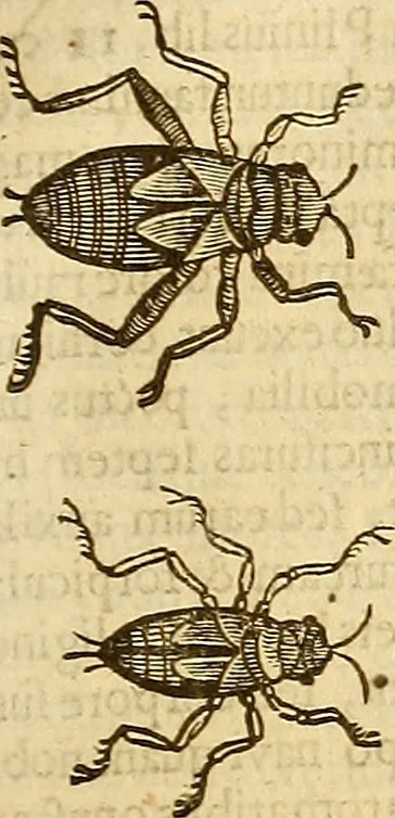 An illustration from Insectorum sive minimorum animalium theatrum: olim ab Edoardo Wottono, Conrado Gesnero, Thomaque Pennio inchoatum: tandem Tho. Movfeti Londinâtis operâ sumptibusq; maximis concinnatum, auctum, perfectum: et ad vivum expressis iconibus suprà quingentis illustratum, 1634, leaf 166
