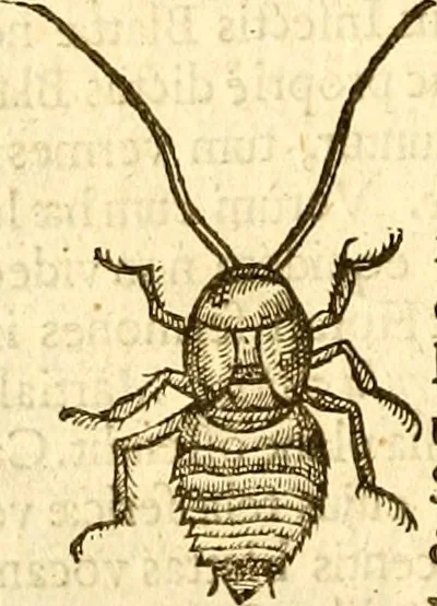 An illustration from Insectorum sive minimorum animalium theatrum: olim ab Edoardo Wottono, Conrado Gesnero, Thomaque Pennio inchoatum: tandem Tho. Movfeti Londinâtis operâ sumptibusq; maximis concinnatum, auctum, perfectum: et ad vivum expressis iconibus suprà quingentis illustratum, 1634, leaf 167