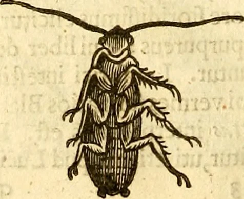 An illustration from Insectorum sive minimorum animalium theatrum: olim ab Edoardo Wottono, Conrado Gesnero, Thomaque Pennio inchoatum: tandem Tho. Movfeti Londinâtis operâ sumptibusq; maximis concinnatum, auctum, perfectum: et ad vivum expressis iconibus suprà quingentis illustratum, 1634, leaf 167