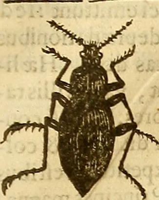 An illustration from Insectorum sive minimorum animalium theatrum: olim ab Edoardo Wottono, Conrado Gesnero, Thomaque Pennio inchoatum: tandem Tho. Movfeti Londinâtis operâ sumptibusq; maximis concinnatum, auctum, perfectum: et ad vivum expressis iconibus suprà quingentis illustratum, 1634, leaf 168