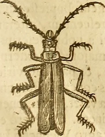 An illustration from Insectorum sive minimorum animalium theatrum: olim ab Edoardo Wottono, Conrado Gesnero, Thomaque Pennio inchoatum: tandem Tho. Movfeti Londinâtis operâ sumptibusq; maximis concinnatum, auctum, perfectum: et ad vivum expressis iconibus suprà quingentis illustratum, 1634, leaf 170