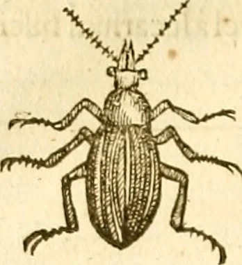 An illustration from Insectorum sive minimorum animalium theatrum: olim ab Edoardo Wottono, Conrado Gesnero, Thomaque Pennio inchoatum: tandem Tho. Movfeti Londinâtis operâ sumptibusq; maximis concinnatum, auctum, perfectum: et ad vivum expressis iconibus suprà quingentis illustratum, 1634, leaf 171