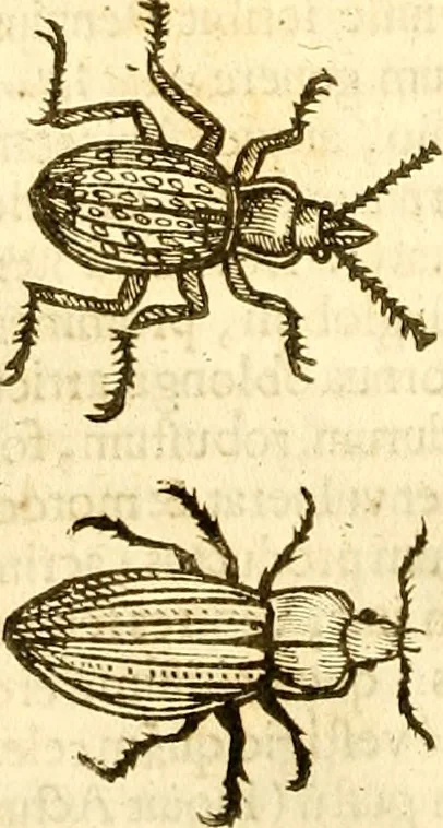 An illustration from Insectorum sive minimorum animalium theatrum: olim ab Edoardo Wottono, Conrado Gesnero, Thomaque Pennio inchoatum: tandem Tho. Movfeti Londinâtis operâ sumptibusq; maximis concinnatum, auctum, perfectum: et ad vivum expressis iconibus suprà quingentis illustratum, 1634, leaf 171