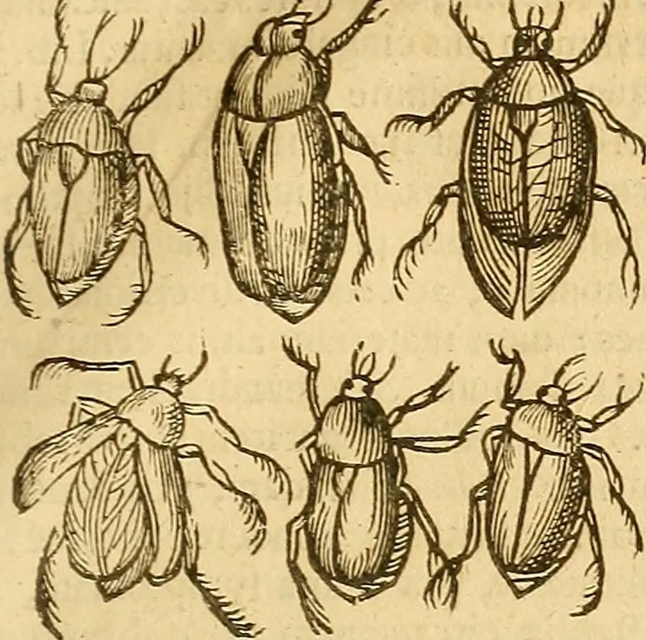 An illustration from Insectorum sive minimorum animalium theatrum: olim ab Edoardo Wottono, Conrado Gesnero, Thomaque Pennio inchoatum: tandem Tho. Movfeti Londinâtis operâ sumptibusq; maximis concinnatum, auctum, perfectum: et ad vivum expressis iconibus suprà quingentis illustratum, 1634, leaf 174