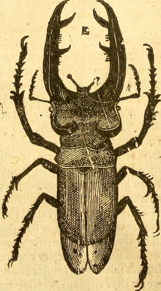 An illustration from Insectorum sive minimorum animalium theatrum: olim ab Edoardo Wottono, Conrado Gesnero, Thomaque Pennio inchoatum: tandem Tho. Movfeti Londinâtis operâ sumptibusq; maximis concinnatum, auctum, perfectum: et ad vivum expressis iconibus suprà quingentis illustratum, 1634, leaf 177