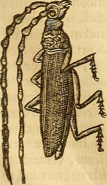 An illustration from Insectorum sive minimorum animalium theatrum: olim ab Edoardo Wottono, Conrado Gesnero, Thomaque Pennio inchoatum: tandem Tho. Movfeti Londinâtis operâ sumptibusq; maximis concinnatum, auctum, perfectum: et ad vivum expressis iconibus suprà quingentis illustratum, 1634, leaf 178