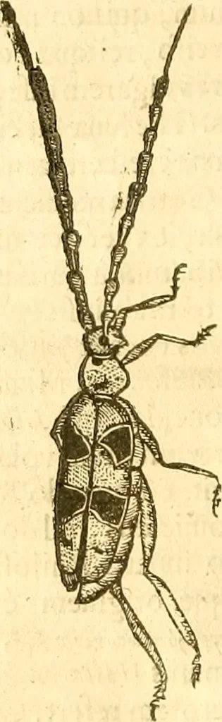 An illustration from Insectorum sive minimorum animalium theatrum: olim ab Edoardo Wottono, Conrado Gesnero, Thomaque Pennio inchoatum: tandem Tho. Movfeti Londinâtis operâ sumptibusq; maximis concinnatum, auctum, perfectum: et ad vivum expressis iconibus suprà quingentis illustratum, 1634, leaf 179