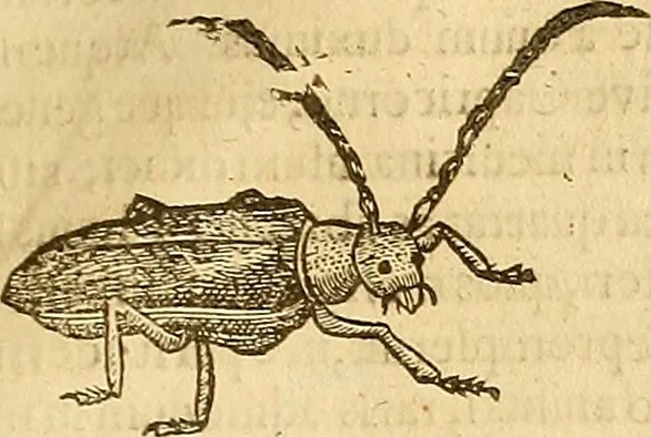 An illustration from Insectorum sive minimorum animalium theatrum: olim ab Edoardo Wottono, Conrado Gesnero, Thomaque Pennio inchoatum: tandem Tho. Movfeti Londinâtis operâ sumptibusq; maximis concinnatum, auctum, perfectum: et ad vivum expressis iconibus suprà quingentis illustratum, 1634, leaf 180