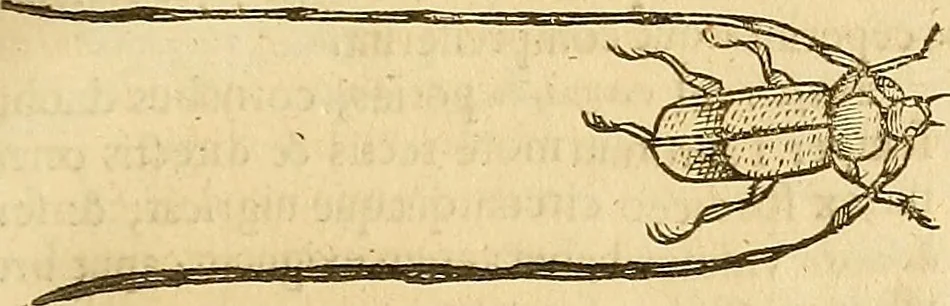 An illustration from Insectorum sive minimorum animalium theatrum: olim ab Edoardo Wottono, Conrado Gesnero, Thomaque Pennio inchoatum: tandem Tho. Movfeti Londinâtis operâ sumptibusq; maximis concinnatum, auctum, perfectum: et ad vivum expressis iconibus suprà quingentis illustratum, 1634, leaf 180