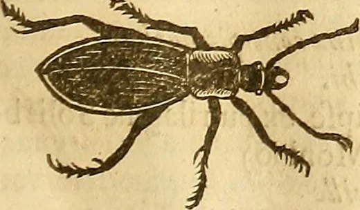 An illustration from Insectorum sive minimorum animalium theatrum: olim ab Edoardo Wottono, Conrado Gesnero, Thomaque Pennio inchoatum: tandem Tho. Movfeti Londinâtis operâ sumptibusq; maximis concinnatum, auctum, perfectum: et ad vivum expressis iconibus suprà quingentis illustratum, 1634, leaf 180