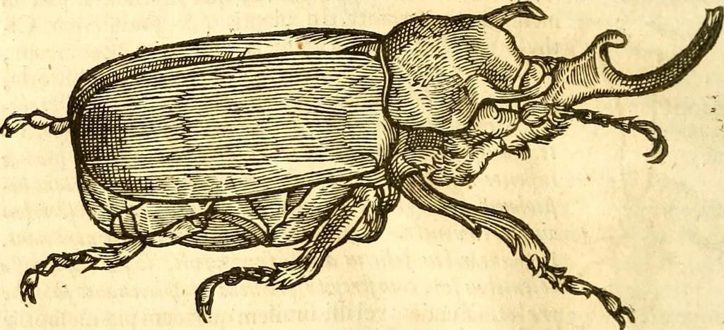 An illustration from Insectorum sive minimorum animalium theatrum: olim ab Edoardo Wottono, Conrado Gesnero, Thomaque Pennio inchoatum: tandem Tho. Movfeti Londinâtis operâ sumptibusq; maximis concinnatum, auctum, perfectum: et ad vivum expressis iconibus suprà quingentis illustratum, 1634, leaf 181