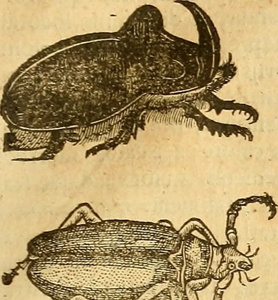 An illustration from Insectorum sive minimorum animalium theatrum: olim ab Edoardo Wottono, Conrado Gesnero, Thomaque Pennio inchoatum: tandem Tho. Movfeti Londinâtis operâ sumptibusq; maximis concinnatum, auctum, perfectum: et ad vivum expressis iconibus suprà quingentis illustratum, 1634, leaf 182