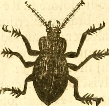 An illustration from Insectorum sive minimorum animalium theatrum: olim ab Edoardo Wottono, Conrado Gesnero, Thomaque Pennio inchoatum: tandem Tho. Movfeti Londinâtis operâ sumptibusq; maximis concinnatum, auctum, perfectum: et ad vivum expressis iconibus suprà quingentis illustratum, 1634, leaf 187