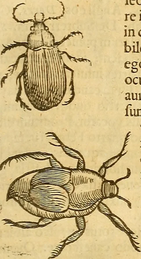 An illustration from Insectorum sive minimorum animalium theatrum: olim ab Edoardo Wottono, Conrado Gesnero, Thomaque Pennio inchoatum: tandem Tho. Movfeti Londinâtis operâ sumptibusq; maximis concinnatum, auctum, perfectum: et ad vivum expressis iconibus suprà quingentis illustratum, 1634, leaf 188