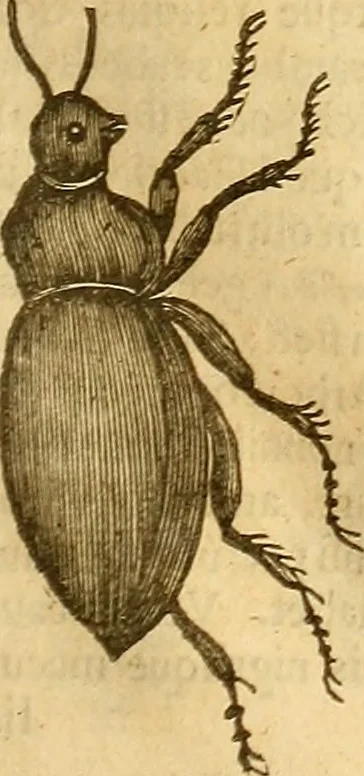 An illustration from Insectorum sive minimorum animalium theatrum: olim ab Edoardo Wottono, Conrado Gesnero, Thomaque Pennio inchoatum: tandem Tho. Movfeti Londinâtis operâ sumptibusq; maximis concinnatum, auctum, perfectum: et ad vivum expressis iconibus suprà quingentis illustratum, 1634, leaf 188