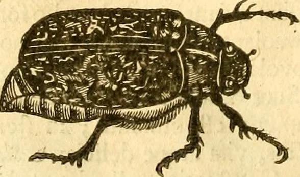An illustration from Insectorum sive minimorum animalium theatrum: olim ab Edoardo Wottono, Conrado Gesnero, Thomaque Pennio inchoatum: tandem Tho. Movfeti Londinâtis operâ sumptibusq; maximis concinnatum, auctum, perfectum: et ad vivum expressis iconibus suprà quingentis illustratum, 1634, leaf 189
