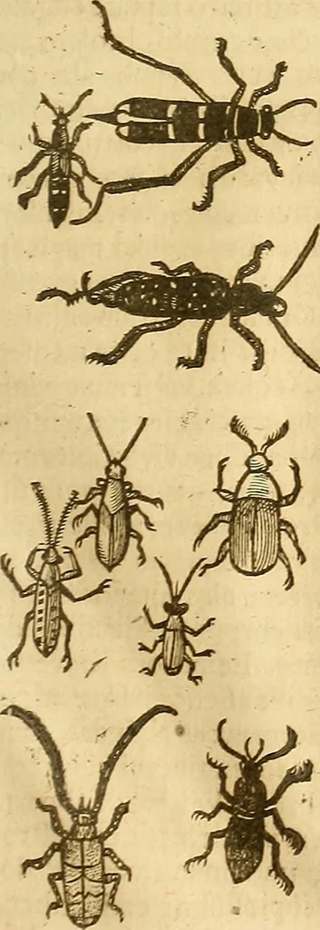 An illustration from Insectorum sive minimorum animalium theatrum: olim ab Edoardo Wottono, Conrado Gesnero, Thomaque Pennio inchoatum: tandem Tho. Movfeti Londinâtis operâ sumptibusq; maximis concinnatum, auctum, perfectum: et ad vivum expressis iconibus suprà quingentis illustratum, 1634, leaf 190