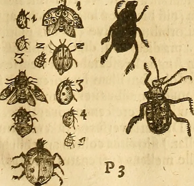 An illustration from Insectorum sive minimorum animalium theatrum: olim ab Edoardo Wottono, Conrado Gesnero, Thomaque Pennio inchoatum: tandem Tho. Movfeti Londinâtis operâ sumptibusq; maximis concinnatum, auctum, perfectum: et ad vivum expressis iconibus suprà quingentis illustratum, 1634, leaf 190