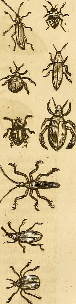 An illustration from Insectorum sive minimorum animalium theatrum: olim ab Edoardo Wottono, Conrado Gesnero, Thomaque Pennio inchoatum: tandem Tho. Movfeti Londinâtis operâ sumptibusq; maximis concinnatum, auctum, perfectum: et ad vivum expressis iconibus suprà quingentis illustratum, 1634, leaf 190