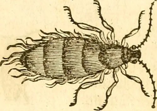 An illustration from Insectorum sive minimorum animalium theatrum: olim ab Edoardo Wottono, Conrado Gesnero, Thomaque Pennio inchoatum: tandem Tho. Movfeti Londinâtis operâ sumptibusq; maximis concinnatum, auctum, perfectum: et ad vivum expressis iconibus suprà quingentis illustratum, 1634, leaf 191