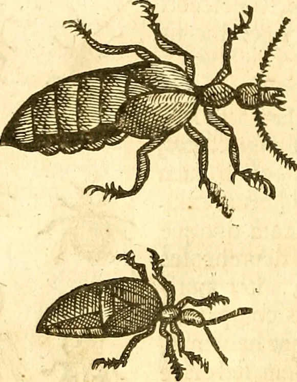 An illustration from Insectorum sive minimorum animalium theatrum: olim ab Edoardo Wottono, Conrado Gesnero, Thomaque Pennio inchoatum: tandem Tho. Movfeti Londinâtis operâ sumptibusq; maximis concinnatum, auctum, perfectum: et ad vivum expressis iconibus suprà quingentis illustratum, 1634, leaf 191