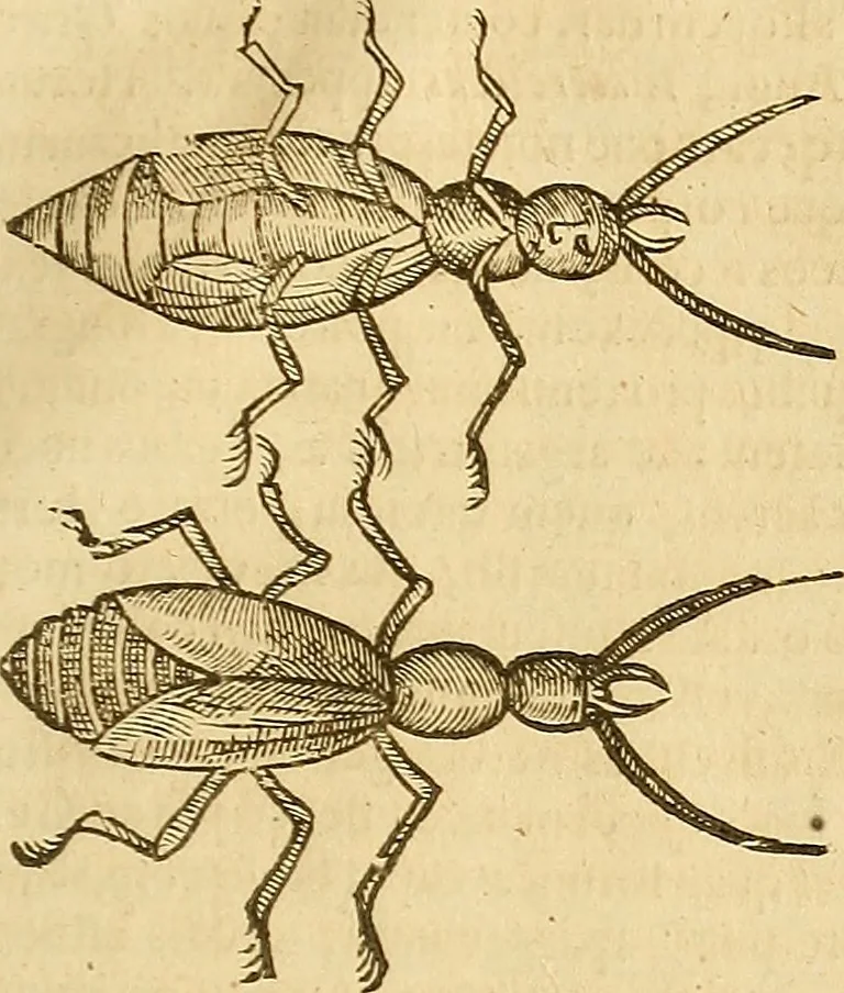 An illustration from Insectorum sive minimorum animalium theatrum: olim ab Edoardo Wottono, Conrado Gesnero, Thomaque Pennio inchoatum: tandem Tho. Movfeti Londinâtis operâ sumptibusq; maximis concinnatum, auctum, perfectum: et ad vivum expressis iconibus suprà quingentis illustratum, 1634, leaf 192