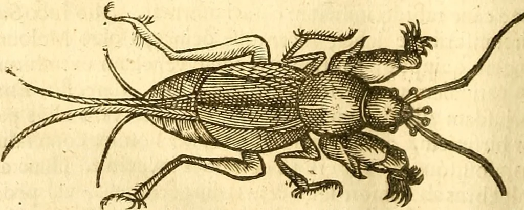 An illustration from Insectorum sive minimorum animalium theatrum: olim ab Edoardo Wottono, Conrado Gesnero, Thomaque Pennio inchoatum: tandem Tho. Movfeti Londinâtis operâ sumptibusq; maximis concinnatum, auctum, perfectum: et ad vivum expressis iconibus suprà quingentis illustratum, 1634, leaf 193
