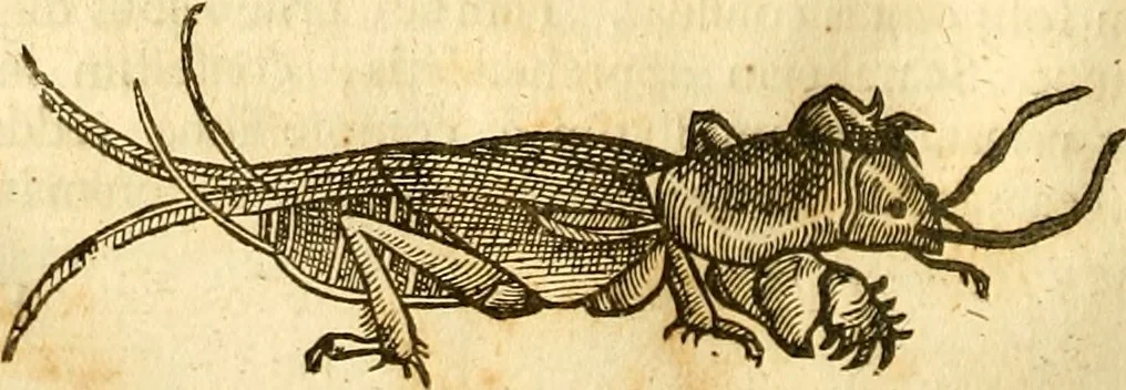 An illustration from Insectorum sive minimorum animalium theatrum: olim ab Edoardo Wottono, Conrado Gesnero, Thomaque Pennio inchoatum: tandem Tho. Movfeti Londinâtis operâ sumptibusq; maximis concinnatum, auctum, perfectum: et ad vivum expressis iconibus suprà quingentis illustratum, 1634, leaf 193