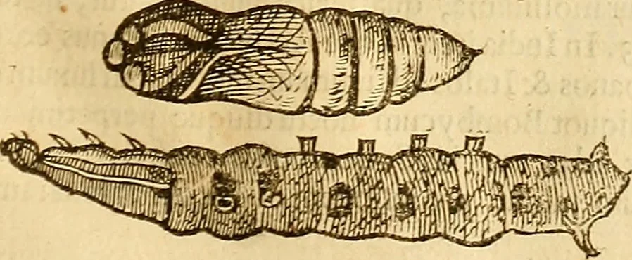 An illustration from Insectorum sive minimorum animalium theatrum: olim ab Edoardo Wottono, Conrado Gesnero, Thomaque Pennio inchoatum: tandem Tho. Movfeti Londinâtis operâ sumptibusq; maximis concinnatum, auctum, perfectum: et ad vivum expressis iconibus suprà quingentis illustratum, 1634, leaf 208