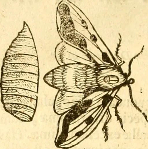 An illustration from Insectorum sive minimorum animalium theatrum: olim ab Edoardo Wottono, Conrado Gesnero, Thomaque Pennio inchoatum: tandem Tho. Movfeti Londinâtis operâ sumptibusq; maximis concinnatum, auctum, perfectum: et ad vivum expressis iconibus suprà quingentis illustratum, 1634, leaf 209