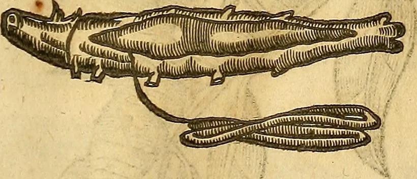 An illustration from Insectorum sive minimorum animalium theatrum: olim ab Edoardo Wottono, Conrado Gesnero, Thomaque Pennio inchoatum: tandem Tho. Movfeti Londinâtis operâ sumptibusq; maximis concinnatum, auctum, perfectum: et ad vivum expressis iconibus suprà quingentis illustratum, 1634, leaf 210