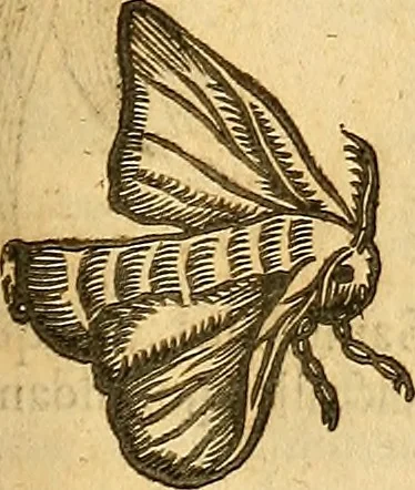 An illustration from Insectorum sive minimorum animalium theatrum: olim ab Edoardo Wottono, Conrado Gesnero, Thomaque Pennio inchoatum: tandem Tho. Movfeti Londinâtis operâ sumptibusq; maximis concinnatum, auctum, perfectum: et ad vivum expressis iconibus suprà quingentis illustratum, 1634, leaf 210