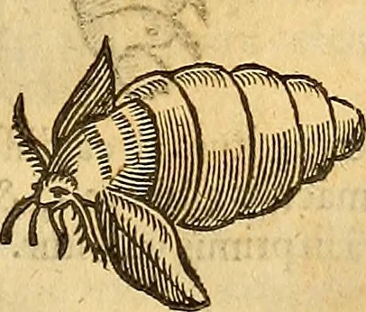 An illustration from Insectorum sive minimorum animalium theatrum: olim ab Edoardo Wottono, Conrado Gesnero, Thomaque Pennio inchoatum: tandem Tho. Movfeti Londinâtis operâ sumptibusq; maximis concinnatum, auctum, perfectum: et ad vivum expressis iconibus suprà quingentis illustratum, 1634, leaf 210
