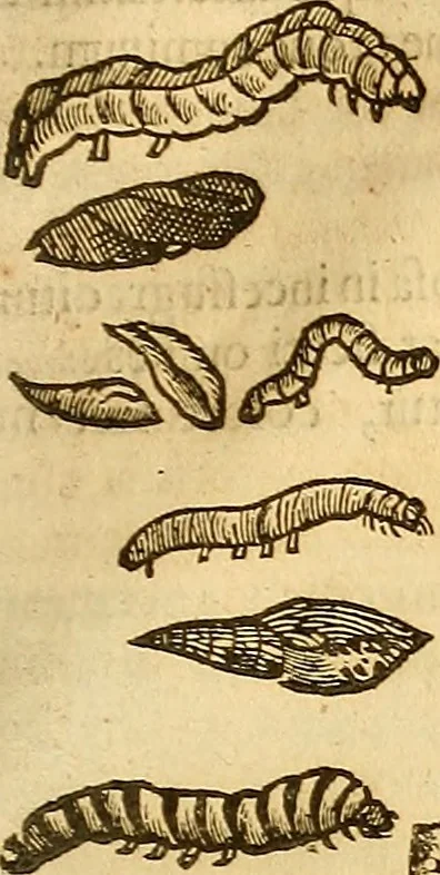 An illustration from Insectorum sive minimorum animalium theatrum: olim ab Edoardo Wottono, Conrado Gesnero, Thomaque Pennio inchoatum: tandem Tho. Movfeti Londinâtis operâ sumptibusq; maximis concinnatum, auctum, perfectum: et ad vivum expressis iconibus suprà quingentis illustratum, 1634, leaf 212