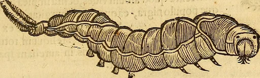 An illustration from Insectorum sive minimorum animalium theatrum: olim ab Edoardo Wottono, Conrado Gesnero, Thomaque Pennio inchoatum: tandem Tho. Movfeti Londinâtis operâ sumptibusq; maximis concinnatum, auctum, perfectum: et ad vivum expressis iconibus suprà quingentis illustratum, 1634, leaf 212