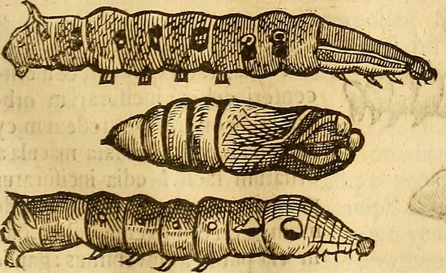 An illustration from Insectorum sive minimorum animalium theatrum: olim ab Edoardo Wottono, Conrado Gesnero, Thomaque Pennio inchoatum: tandem Tho. Movfeti Londinâtis operâ sumptibusq; maximis concinnatum, auctum, perfectum: et ad vivum expressis iconibus suprà quingentis illustratum, 1634, leaf 212
