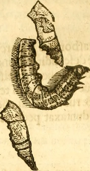 An illustration from Insectorum sive minimorum animalium theatrum: olim ab Edoardo Wottono, Conrado Gesnero, Thomaque Pennio inchoatum: tandem Tho. Movfeti Londinâtis operâ sumptibusq; maximis concinnatum, auctum, perfectum: et ad vivum expressis iconibus suprà quingentis illustratum, 1634, leaf 213