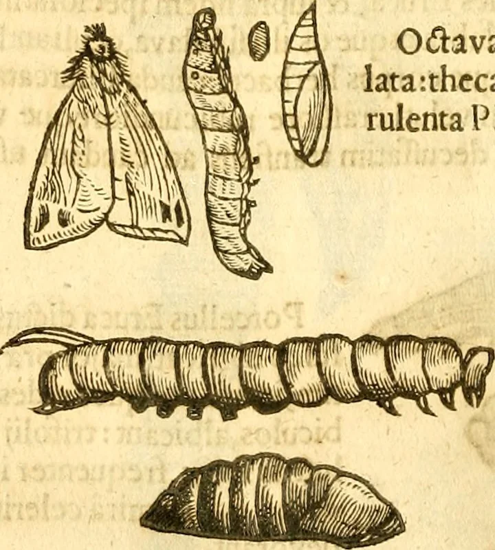 An illustration from Insectorum sive minimorum animalium theatrum: olim ab Edoardo Wottono, Conrado Gesnero, Thomaque Pennio inchoatum: tandem Tho. Movfeti Londinâtis operâ sumptibusq; maximis concinnatum, auctum, perfectum: et ad vivum expressis iconibus suprà quingentis illustratum, 1634, leaf 213