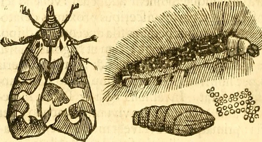 An illustration from Insectorum sive minimorum animalium theatrum: olim ab Edoardo Wottono, Conrado Gesnero, Thomaque Pennio inchoatum: tandem Tho. Movfeti Londinâtis operâ sumptibusq; maximis concinnatum, auctum, perfectum: et ad vivum expressis iconibus suprà quingentis illustratum, 1634, leaf 215