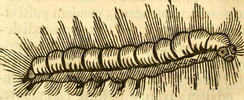 An illustration from Insectorum sive minimorum animalium theatrum: olim ab Edoardo Wottono, Conrado Gesnero, Thomaque Pennio inchoatum: tandem Tho. Movfeti Londinâtis operâ sumptibusq; maximis concinnatum, auctum, perfectum: et ad vivum expressis iconibus suprà quingentis illustratum, 1634, leaf 215