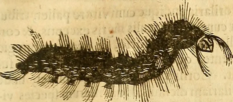 An illustration from Insectorum sive minimorum animalium theatrum: olim ab Edoardo Wottono, Conrado Gesnero, Thomaque Pennio inchoatum: tandem Tho. Movfeti Londinâtis operâ sumptibusq; maximis concinnatum, auctum, perfectum: et ad vivum expressis iconibus suprà quingentis illustratum, 1634, leaf 216
