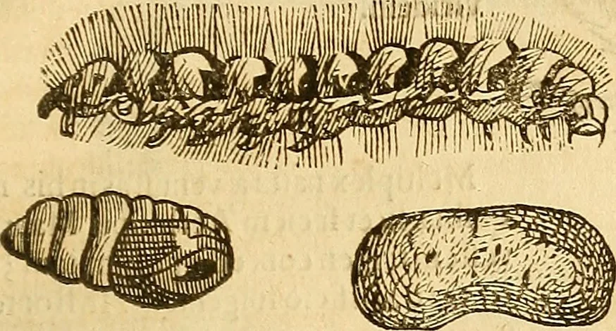 An illustration from Insectorum sive minimorum animalium theatrum: olim ab Edoardo Wottono, Conrado Gesnero, Thomaque Pennio inchoatum: tandem Tho. Movfeti Londinâtis operâ sumptibusq; maximis concinnatum, auctum, perfectum: et ad vivum expressis iconibus suprà quingentis illustratum, 1634, leaf 216